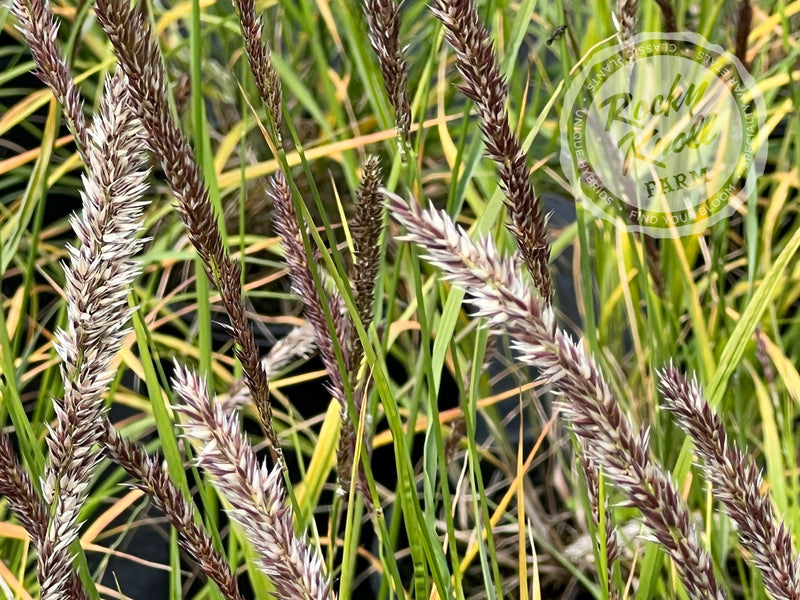 Silky-Spike Melic grass - Melica ciliata plant from Rocky Knoll Farm