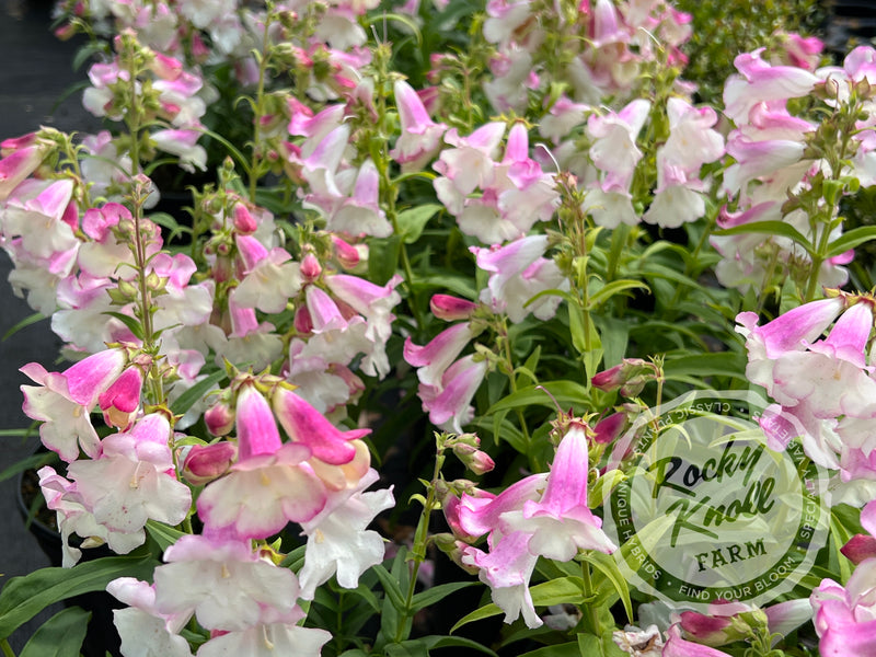 Penstemon Apple Blossom plant from Rocky Knoll Farm