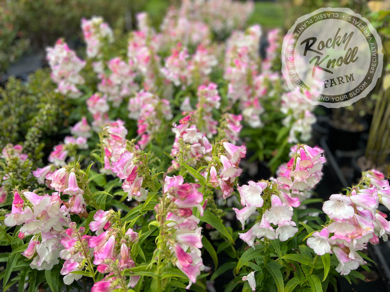 Penstemon Apple Blossom plant from Rocky Knoll Farm