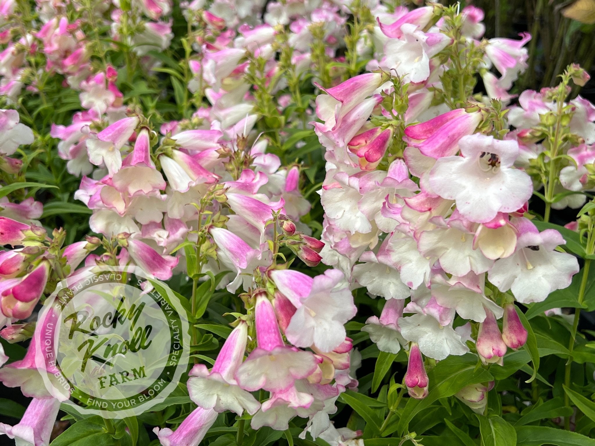 Penstemon Apple Blossom Rocky Knoll Farm