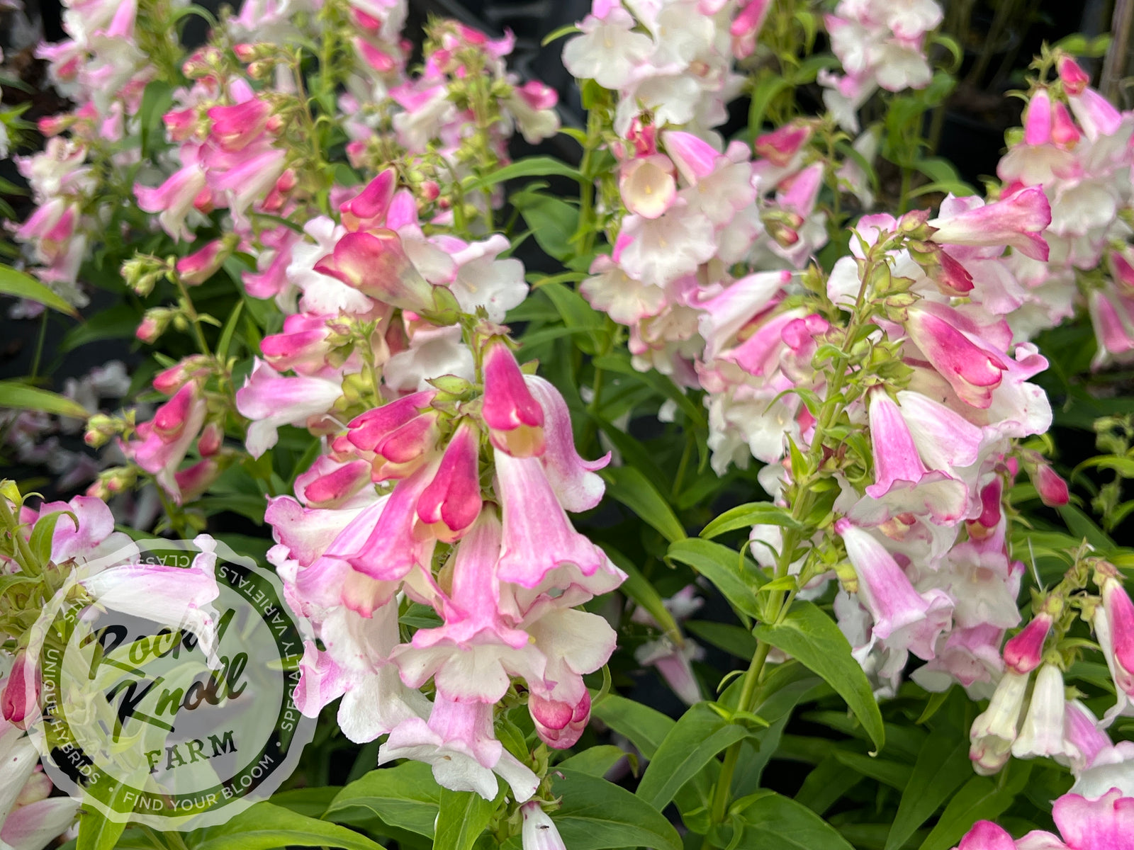 Penstemon Apple Blossom - Rocky Knoll Farm