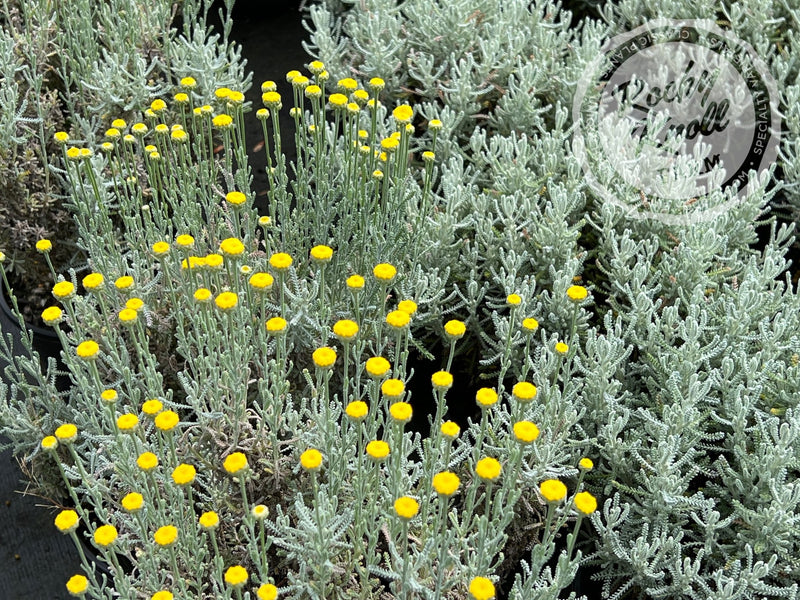 Santolina chamaecyparissus 'Lavender Cotton' plant from Rocky Knoll Farm