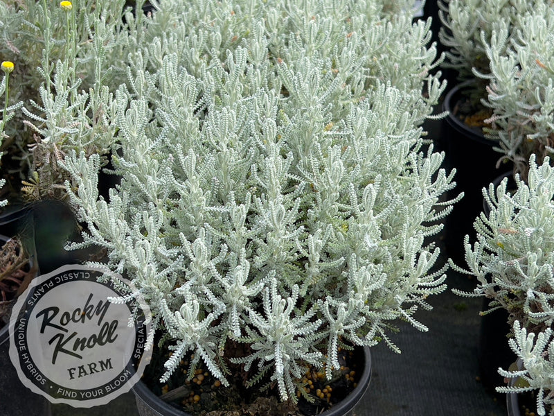 Santolina chamaecyparissus 'Lavender Cotton' plant from Rocky Knoll Farm