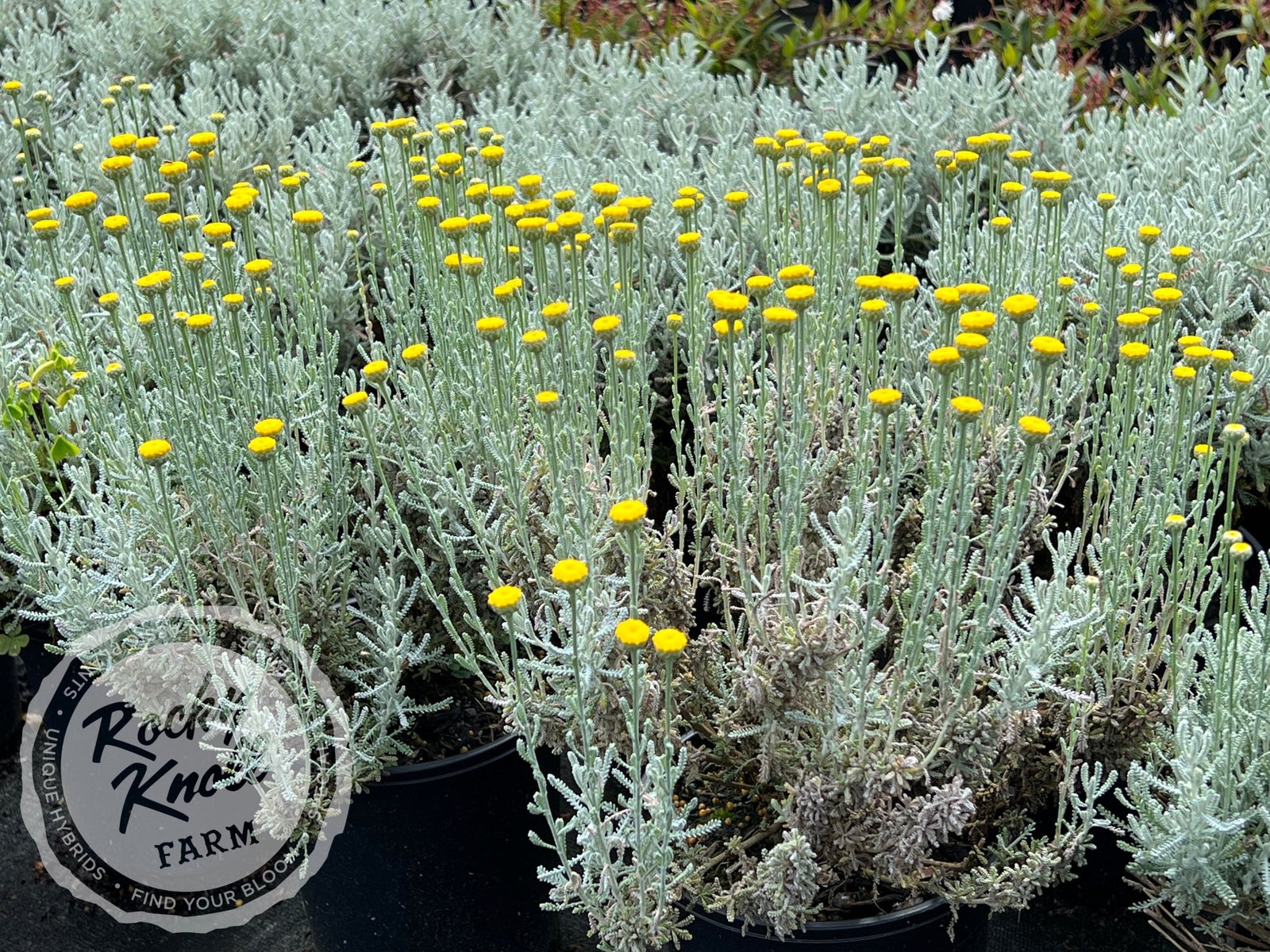 grey lavender cotton plant Santolina chamaecyparissus 'Lavender Cotton'