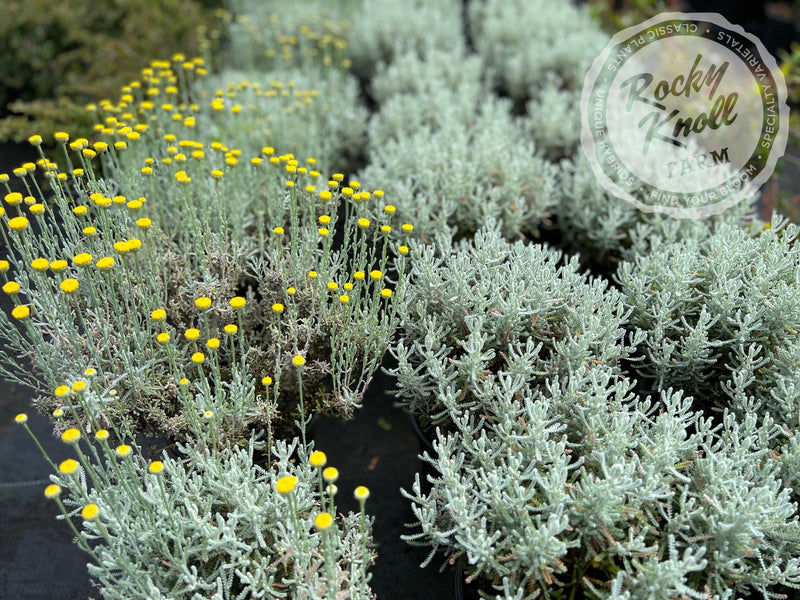 Santolina chamaecyparissus 'Lavender Cotton' plant from Rocky Knoll Farm