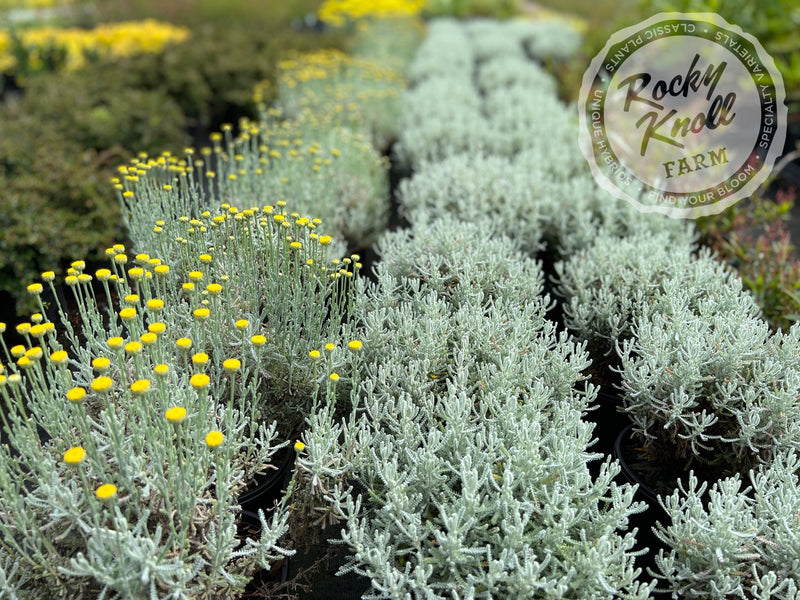 lavender & cotton flower Santolina chamaecyparissus 'Lavender Cotton'