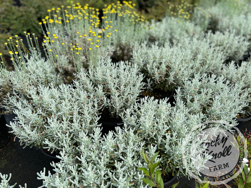 lavender cotton plant Santolina chamaecyparissus 'Lavender Cotton'