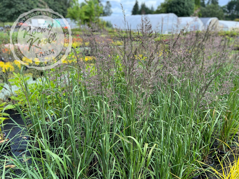 Calamagrostis Karl Foerster plant from Rocky Knoll Farm