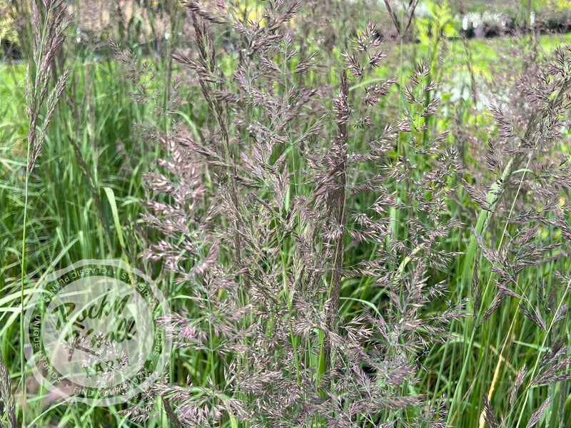 Calamagrostis Karl Foerster plant from Rocky Knoll Farm