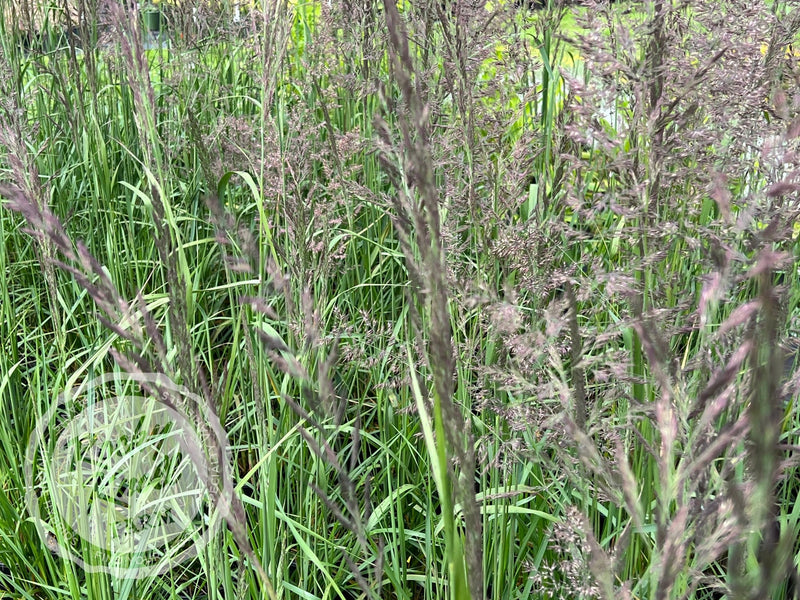 Calamagrostis Karl Foerster plant from Rocky Knoll Farm