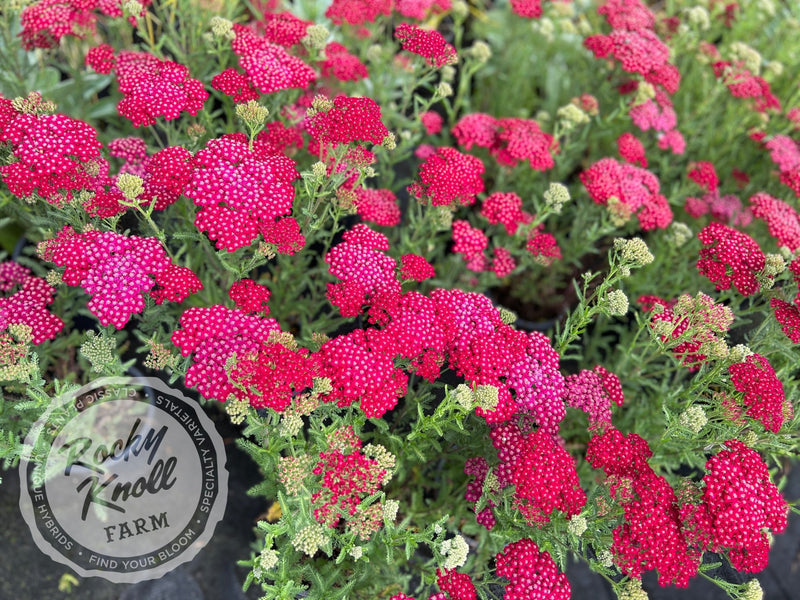 Achillea New Vintage Red plant from Rocky Knoll Farm