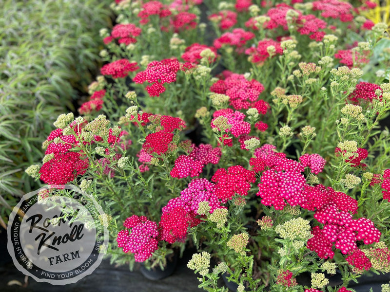 Achillea New Vintage Red plant from Rocky Knoll Farm