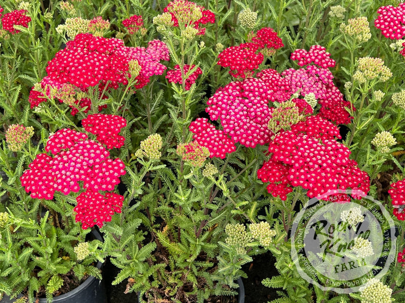 Achillea New Vintage Red plant from Rocky Knoll Farm