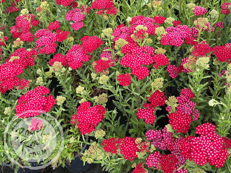 Achillea New Vintage Red plant from Rocky Knoll Farm