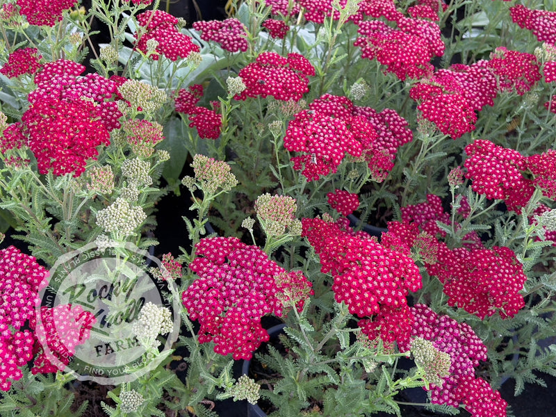 Achillea New Vintage Red plant from Rocky Knoll Farm