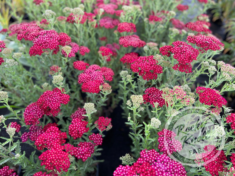 Achillea New Vintage Red plant from Rocky Knoll Farm