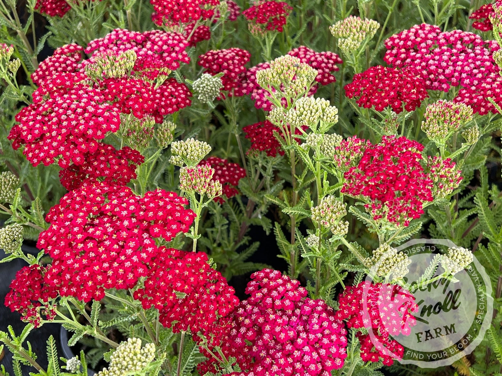 Achillea New Vintage Red Rocky Knoll Farm