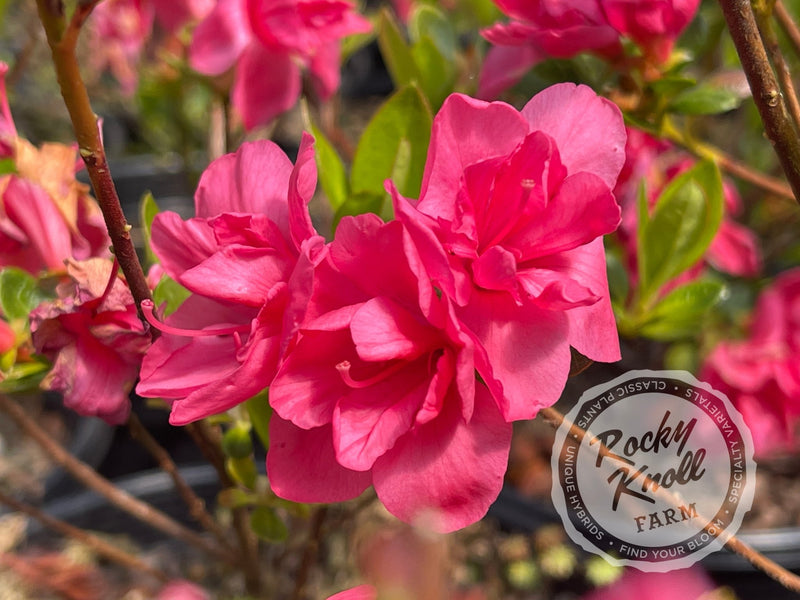 Twenty Grand plant from Rocky Knoll Farm