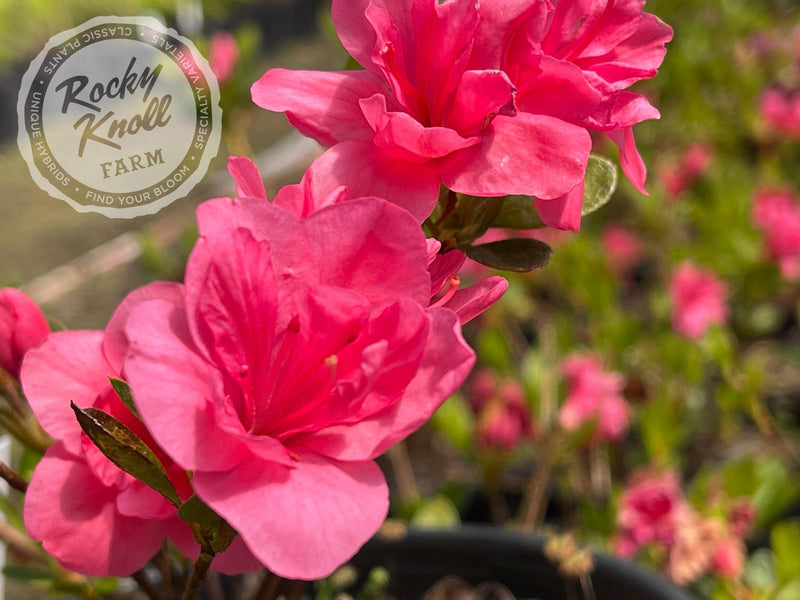 Twenty Grand plant from Rocky Knoll Farm
