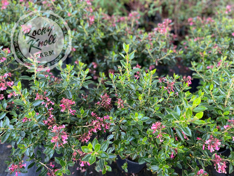 Escallonia rubra plant from Rocky Knoll Farm