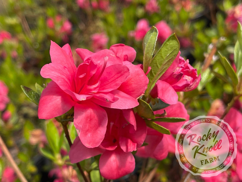 Twenty Grand plant from Rocky Knoll Farm