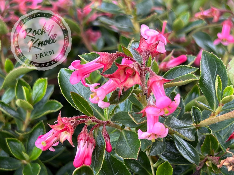 Escallonia rubra plant from Rocky Knoll Farm