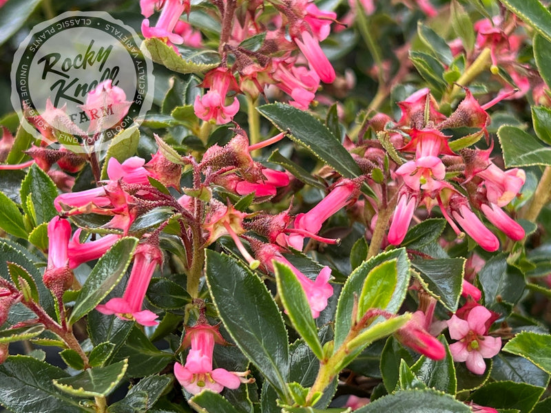Escallonia rubra plant from Rocky Knoll Farm
