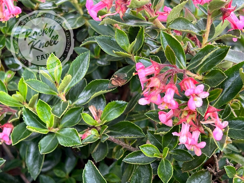 Escallonia rubra plant from Rocky Knoll Farm
