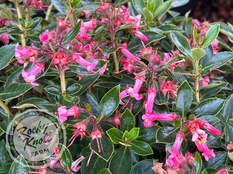 Escallonia rubra plant from Rocky Knoll Farm