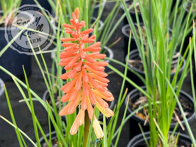Kniphofia Flamenco mixture plant from Rocky Knoll Farm