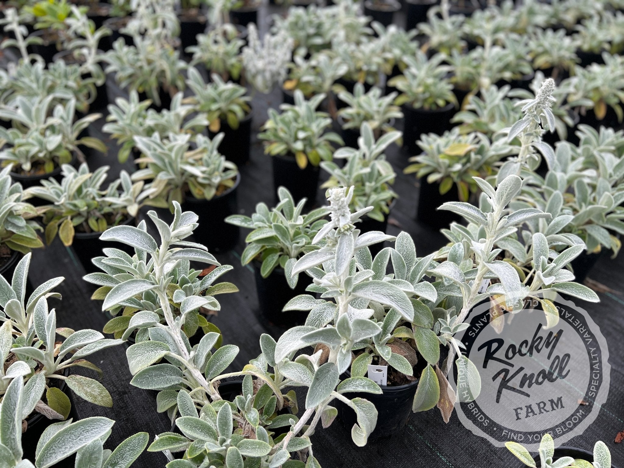 Silver Carpet Lamb's Ear Rocky Knoll Farm