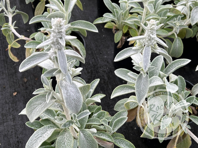 Silver Carpet Lamb's Ear plant from Rocky Knoll Farm