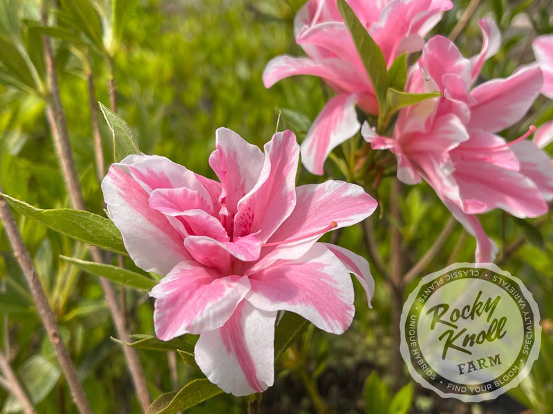 Sugar and Spice plant from Rocky Knoll Farm