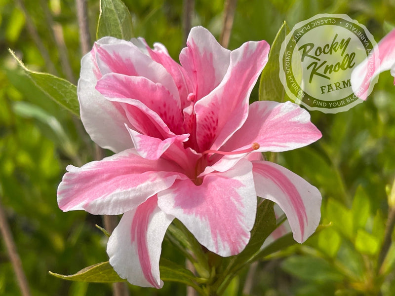Sugar and Spice plant from Rocky Knoll Farm