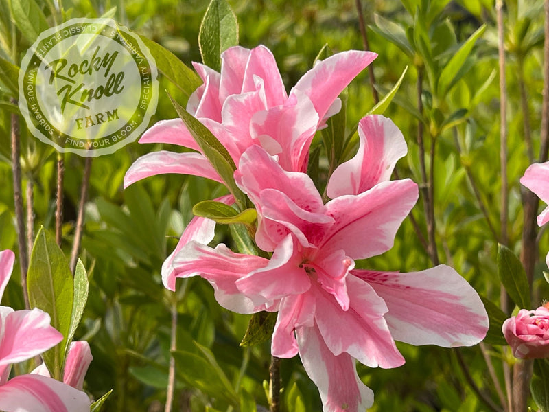 Sugar and Spice plant from Rocky Knoll Farm
