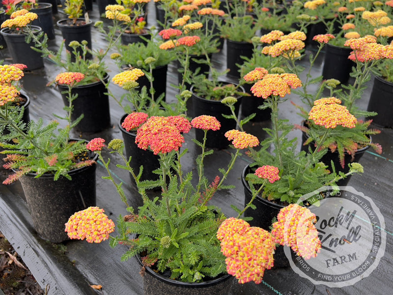 Achillea Terracotta plant from Rocky Knoll Farm