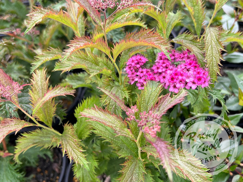Spiraea Dolchica plant from Rocky Knoll Farm