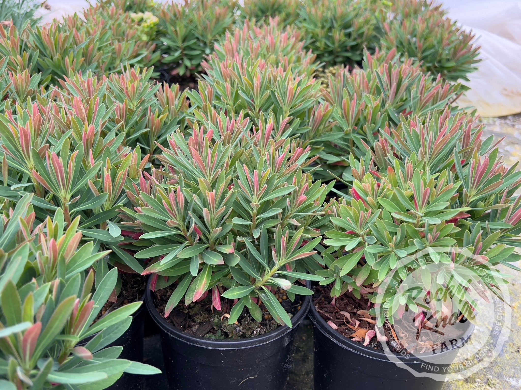Euphorbia 'Tiny Tim' (Martin's Spurge) Rocky Knoll Farm