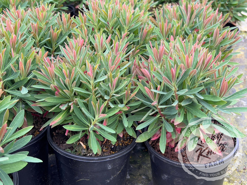 Euphorbia 'Tiny Tim' (Martin's Spurge) plant from Rocky Knoll Farm