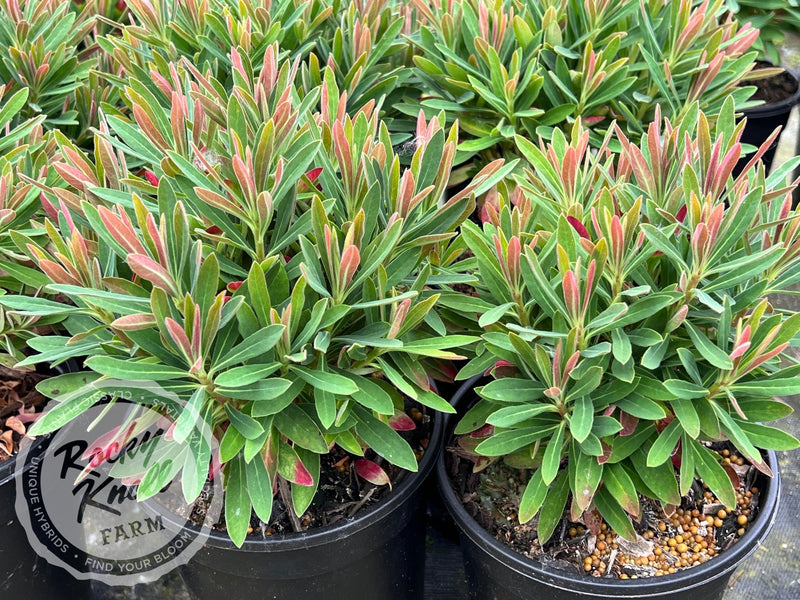 Euphorbia 'Tiny Tim' (Martin's Spurge) plant from Rocky Knoll Farm
