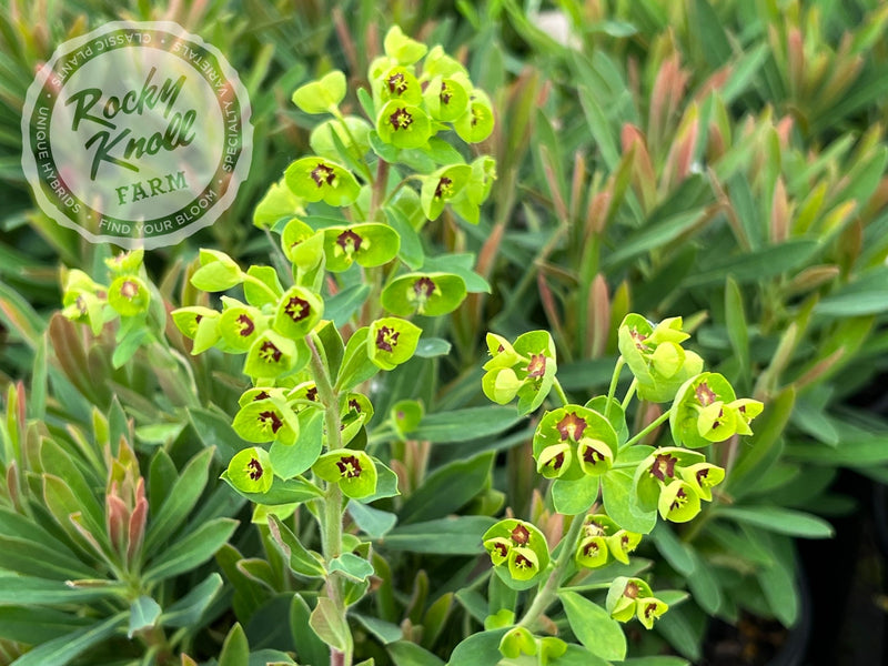 Euphorbia 'Tiny Tim' (Martin's Spurge) plant from Rocky Knoll Farm