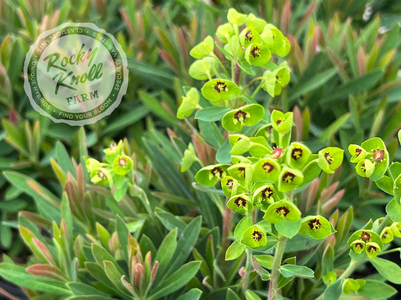 Euphorbia 'Tiny Tim' (Martin's Spurge) plant from Rocky Knoll Farm