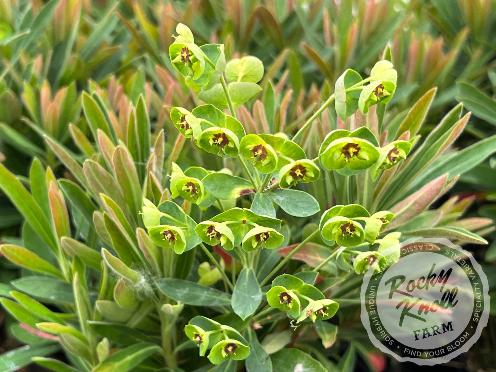 Euphorbia 'Tiny Tim' (Martin's Spurge)