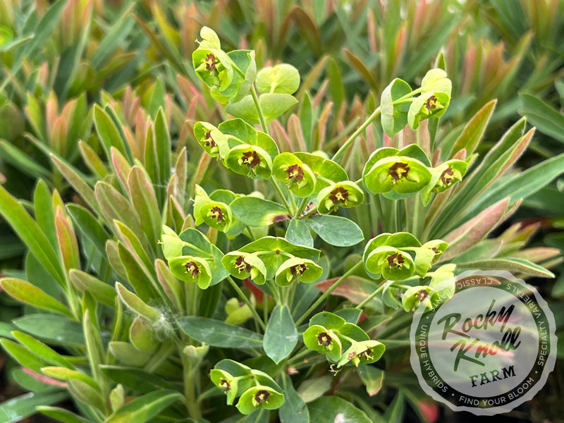 Euphorbia 'Tiny Tim' (Martin's Spurge) plant from Rocky Knoll Farm