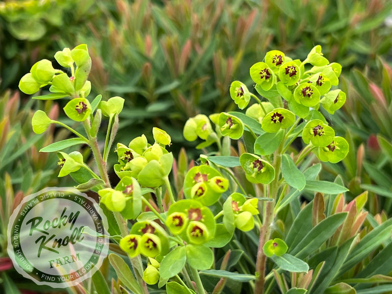 Euphorbia 'Tiny Tim' (Martin's Spurge) plant from Rocky Knoll Farm