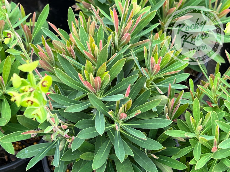 Euphorbia 'Tiny Tim' (Martin's Spurge) plant from Rocky Knoll Farm