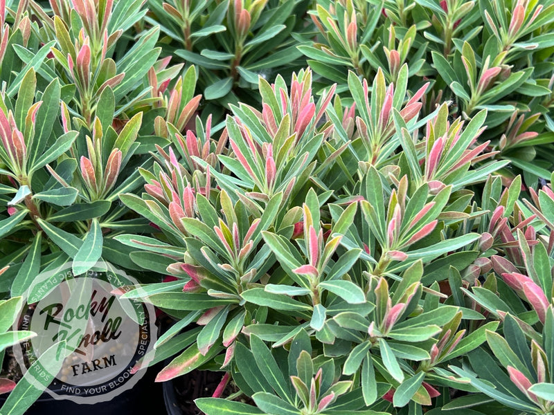 Euphorbia 'Tiny Tim' (Martin's Spurge) plant from Rocky Knoll Farm