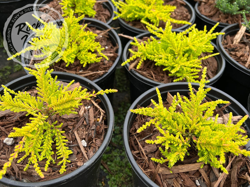 Calluna Blazeaway Heather plant from Rocky Knoll Farm