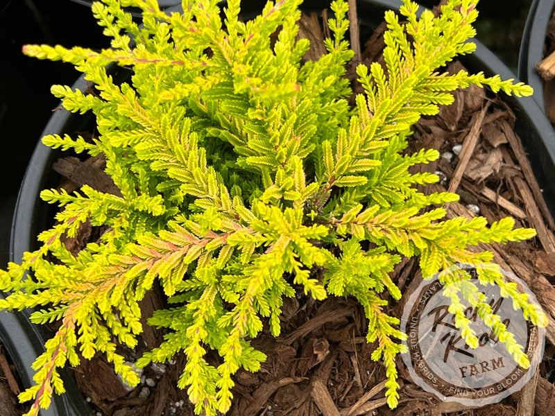 Calluna Blazeaway Heather plant from Rocky Knoll Farm