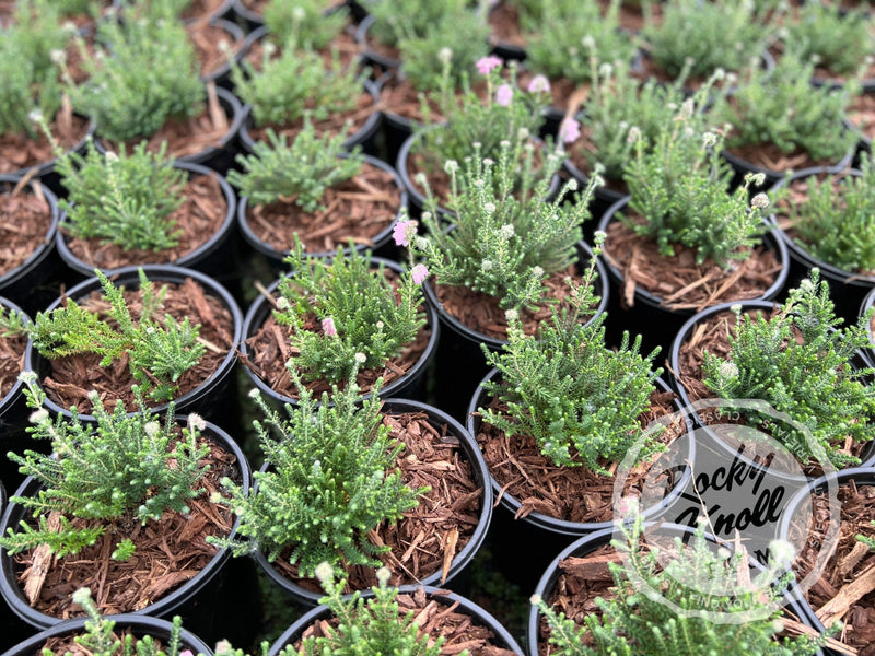 Erica Hookstone Pink Heath plant from Rocky Knoll Farm